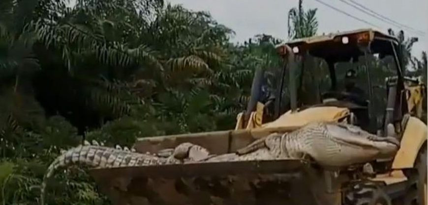 Các chuyên gia xác định con cá sấu có "tuổi thọ" lên đến 50 tuổi. Sau khi con vật chết, dân làng đem nó đi chôn. Theo tín ngưỡng bản địa, cá sấu là linh hồn của ma quỷ vì nó có thể to lớn và đã tấn công nhiều người.