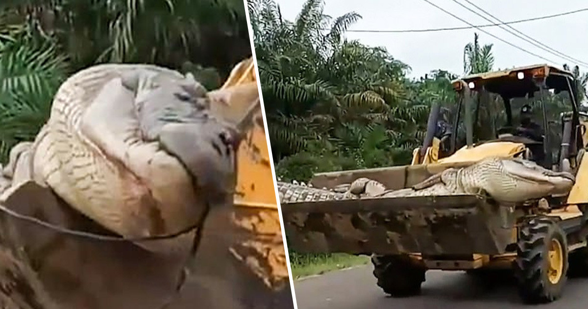 Để bắt được con cá sấu "khủng" này, dân làng đặt bẫy bằng các tấm lưới có gắn những lưỡi dao sắc bén. Nhờ vậy, con vật rơi vào bẫy đã giăng ra. Sau 2 ngày, con cá sấu khổng lồ chết vì kiệt sức.