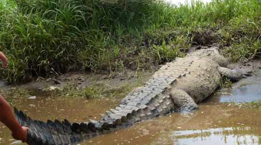 Theo các chuyên gia, con cá sấu Osama 75 tuổi, nặng 1 tấn, dài gần 5 m ăn thịt 80 người trong khoảng thời gian từ năm 1991 - 2005.