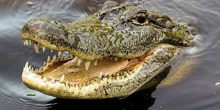 Con cá sấu này được cho chính là "thủ phạm" tấn công và giết chết Herry Long, 28 tuổi, ngày 6/10/2016. Người này bị cá sấu tấn công khi đang đánh bắt cá ở sông Langkon.