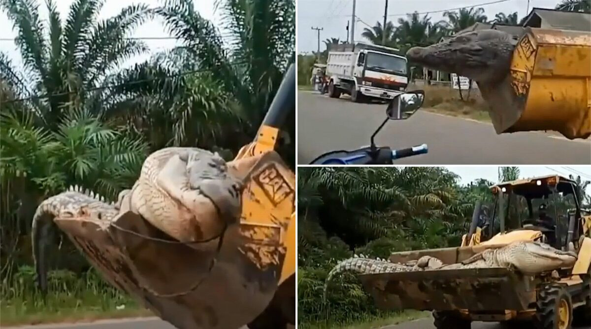 Vì vậy, dân làng chôn cất con cá sấu vì tin rằng làm như vậy thì nó sẽ không quay lại và ám ảnh mọi người.