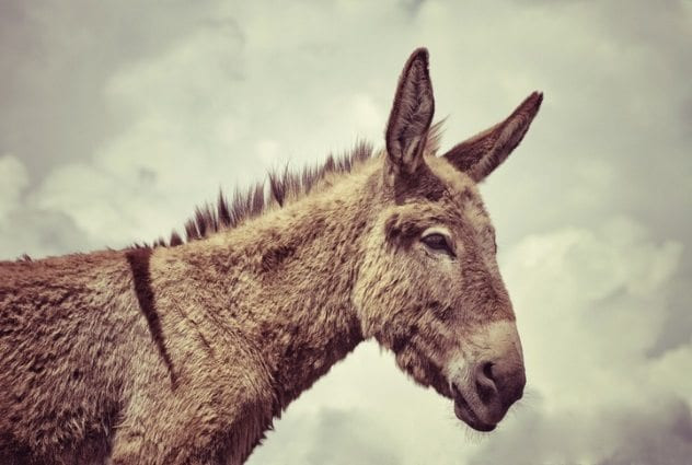 Một trong những cách tra tấn hãi hùng được áp dụng ở La Mã thời cổ đại là dùng lừa tra tấn phạm nhân đến chết.Thay vì dùng các hình cụ, phương pháp hành hình này sử dụng động vật sống là con lừa.