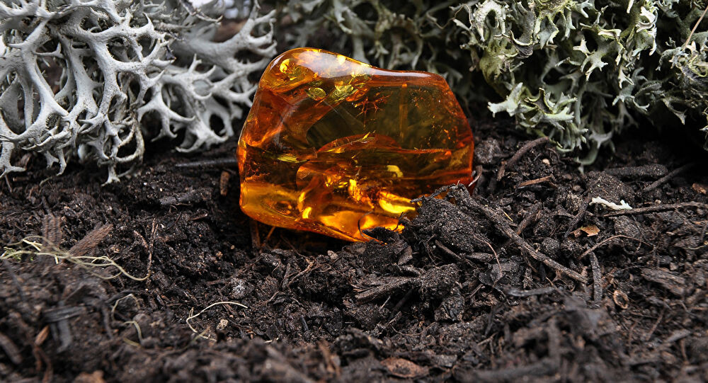 Một số thương nhân tìm đến và mua những khối hổ phách thô từ người dân. Nhờ vậy, nhiều người kiếm được khoản tiền lớn.