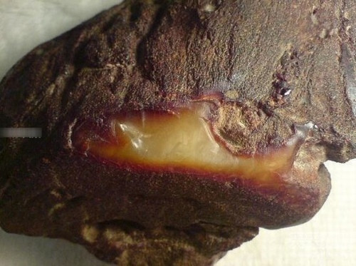 Hổ phách là một loại nhựa cây hóa thạch từ thời đồ đá. Nó có màu vàng như sáp ong và thường được sử dụng để làm thuốc chữa bệnh hoặc chế tác trang sức.