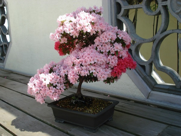 6 loai hoa trong ban cong mang den tai van tot cho gia chu-Hinh-2