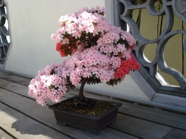 6 loai hoa trong ban cong mang den tai van tot cho gia chu-Hinh-2