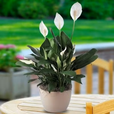 6 loai hoa trong ban cong mang den tai van tot cho gia chu-Hinh-3