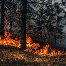 Các chuyên gia cho hay nếu biến đổi khí hậu tiếp tục diễn ra thì các thảm họa liên quan sẽ gia tăng. Lũ lụt, bão, hạn hán, cháy rừng, sóng nhiệt.... có thể diễn ra thường xuyên hơn. Từ đây, các chuyên gia đưa ra 3 giải pháp cần được thế giới hành động ngay lập tức để giải quyết vấn đề biến đổi khí hậu.