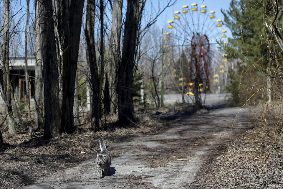 Một con mèo thong dong đi trên con đường vắng vẻ.
