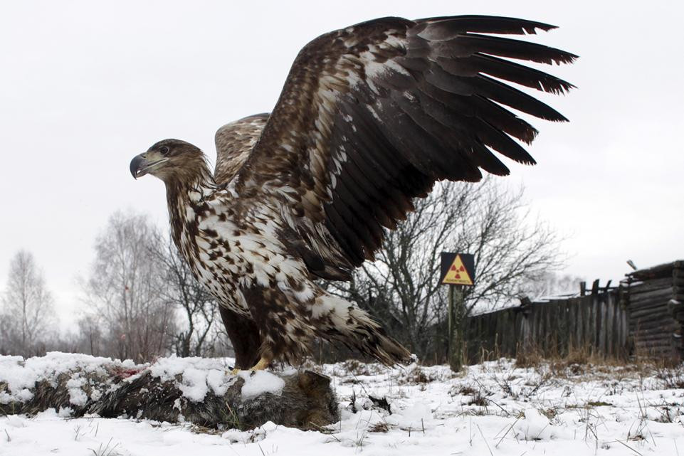 Đại bàng đuôi trắng đậu "làm thịt" một con chó sói. Ảnh chụp ở ngôi làng hoang Dronki tại Belarus.