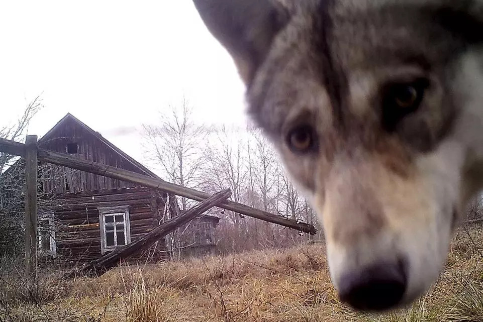 Một con cáo ở gần ngôi nhà bỏ hoang sau thảm kịch Chernobyl.