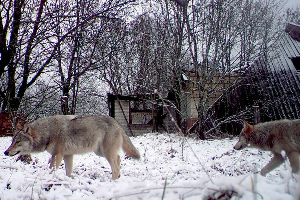 Những con chó sói đi lang thang trong khu vực làng Orevichi bị bỏ hoang sau sự cố hạt nhân ở Chernobyl.