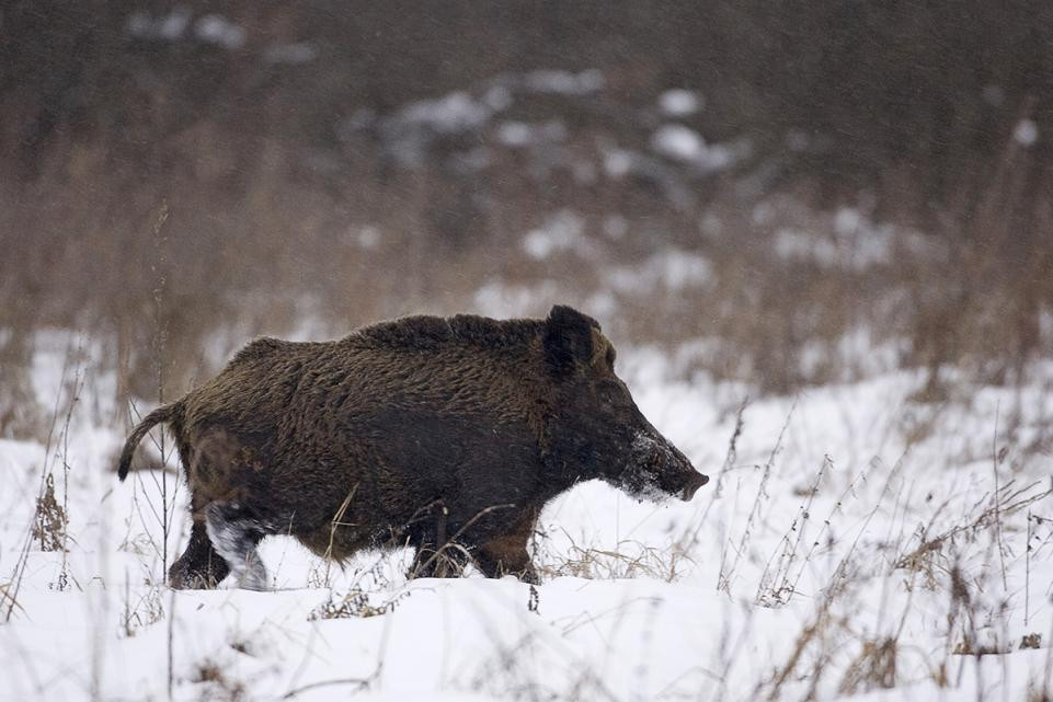 Một con lợn rừng di chuyển trong "vùng đất chết" Chernobyl.