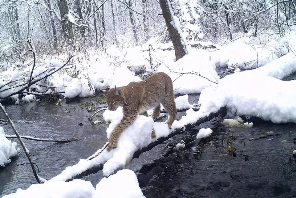 Con linh miêu nhẹ nhàng, uyển chuyển đi qua thân cây bắc ngang dòng nước lạnh giá ở Chernobyl.
