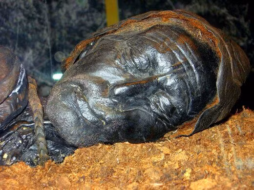 Vì vậy, một số chuyên gia suy đoán Tollund Man có thể là nạn nhân một vụ án mạng. Người này bị giết chết rồi vứt xác vào đầm lầy.