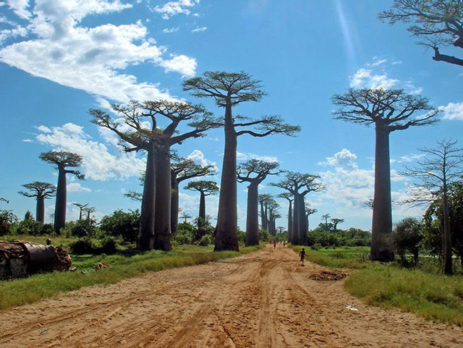 Đại lộ Baobabs của Madagascar: Baobabs là một loại cây phát triển đồ sộ và có rất ít cành, trừ những ngọn cây. Chúng rất giống với những cây huyết long nhưng lớn hơn nhiều.