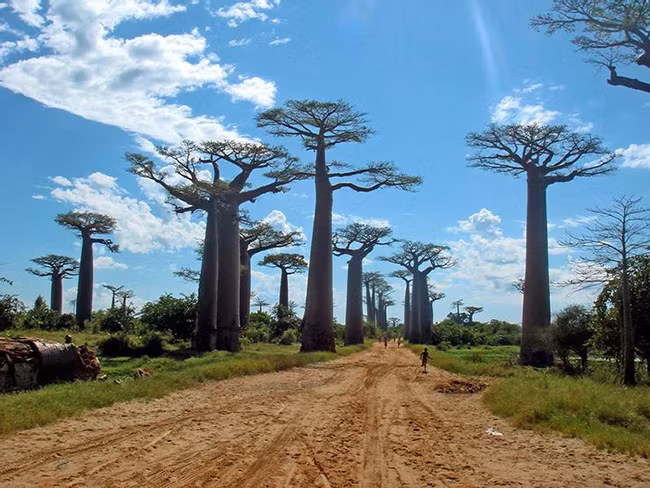 Đại lộ Baobabs của Madagascar: Baobabs là một loại cây phát triển đồ sộ và có rất ít cành, trừ những ngọn cây. Chúng rất giống với những cây huyết long nhưng lớn hơn nhiều.