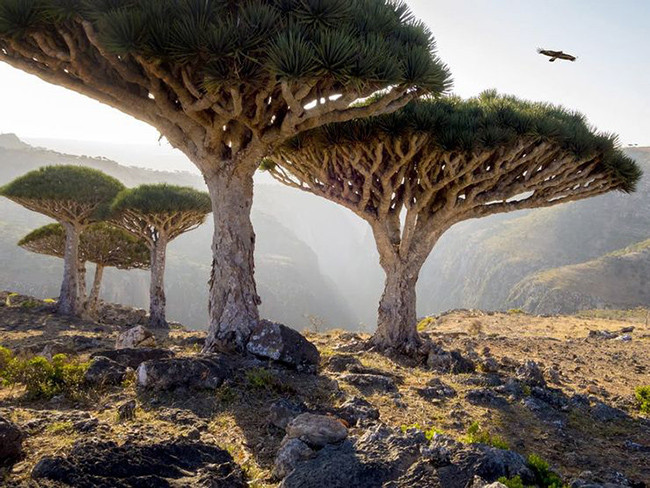 Đảo Socotra ở Thái Bình Dương: Hòn đảo này là nơi sinh sống của nhiều dạng động thực vật kỳ lạ. Ví dụ như cây huyết long này.