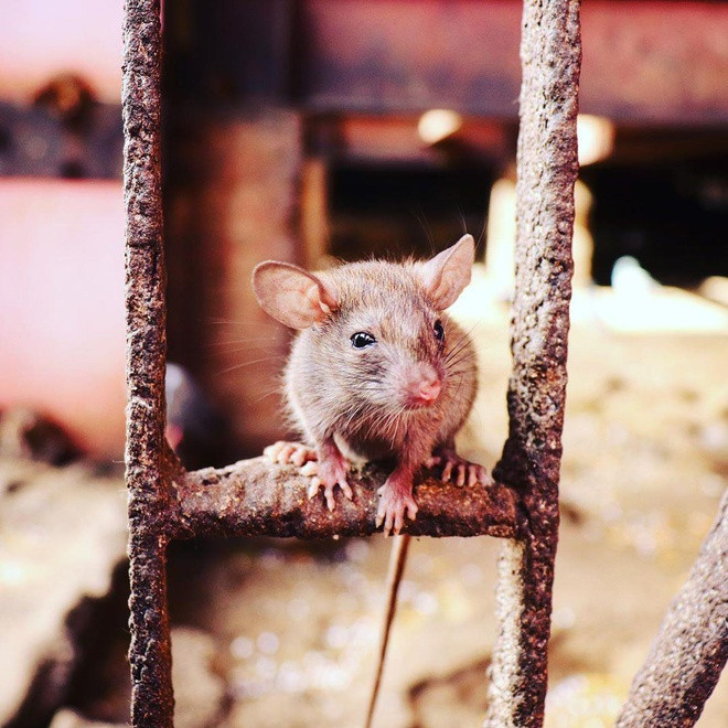 Răng cửa của đa số loài đều chỉ phát triển đến một mức độ nhất định. Tuy nhiên ở chuột, răng của chúng liên tục dài ra trong suốt quá trình sống. Do vậy, đề khắc phục tình trạng đó, chúng phải gặm các vật cứng để mài mòn răng. Đây cũng là nguyên nhân khiến cho chuột trở thành một trong những loài gây hại nhất đối với cuộc sống con người. Ảnh: VICE.