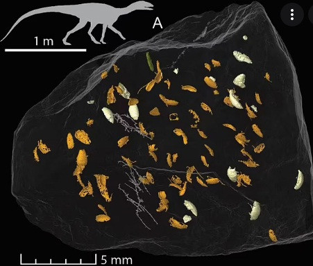 Cụ thể, trong cuộc khai quật tại đó, các nhà khảo cổ tìm thấy phân hóa thạch của loài khủng long ăn thịt 230 triệu năm trước. Họ gọi phân hóa thạch của khủng long là "coprolite". Trong phân, các chuyên gia tìm thấy phần con lại của những con bọ cánh cứng nhỏ.
