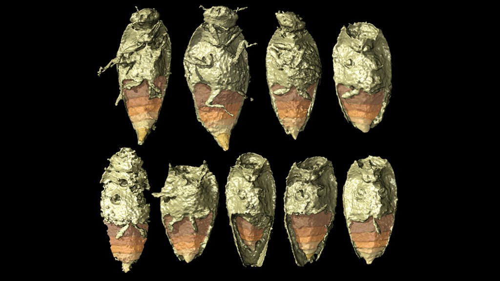 Nhà côn trùng học Martin Fikáček cho hay hiện các chuyên gia chưa thể xác định loài côn trùng mới phát hiện thuộc loại nào và có hình dáng như thế nào.