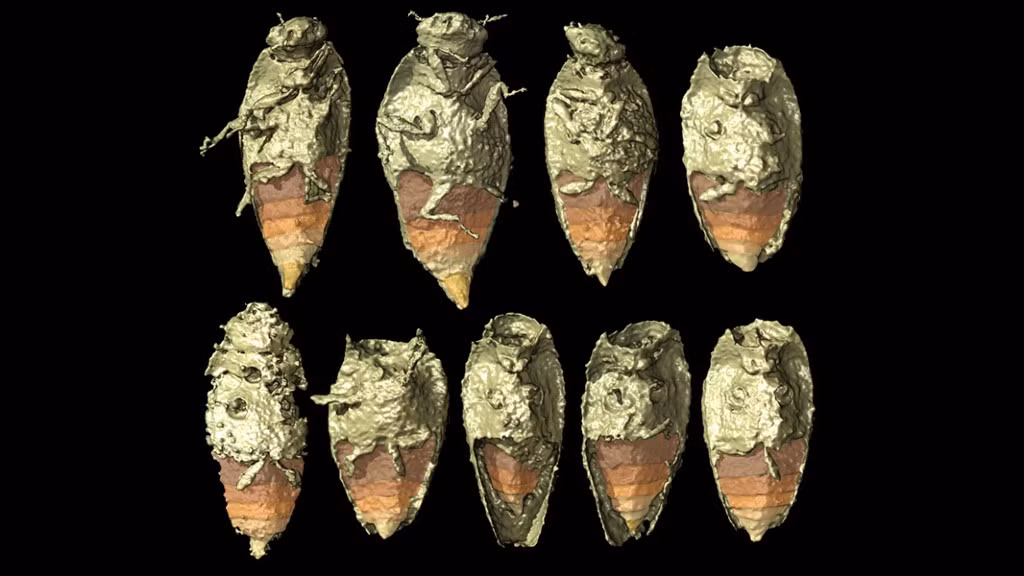 Nhà côn trùng học Martin Fikáček cho hay hiện các chuyên gia chưa thể xác định loài côn trùng mới phát hiện thuộc loại nào và có hình dáng như thế nào.