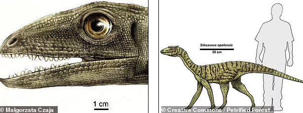 Các nhà nghiên cứu nhận định những con bọ cánh cứng đó có chiều dài khoảng 1mm. Chúng bị tổ tiên khủng long có mỏ gọi là Silesaurus opolensis ăn thịt. Silesaurus opolensis là loài bò sát có chiều dài 2m, nặng 15 kg. Chúng đã sống ở khu vực ngay này là Ba Lan vào giữa kỷ Trias.