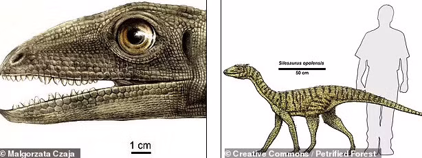 Các nhà nghiên cứu nhận định những con bọ cánh cứng đó có chiều dài khoảng 1mm. Chúng bị tổ tiên khủng long có mỏ gọi là Silesaurus opolensis ăn thịt. Silesaurus opolensis là loài bò sát có chiều dài 2m, nặng 15 kg. Chúng đã sống ở khu vực ngay này là Ba Lan vào giữa kỷ Trias.