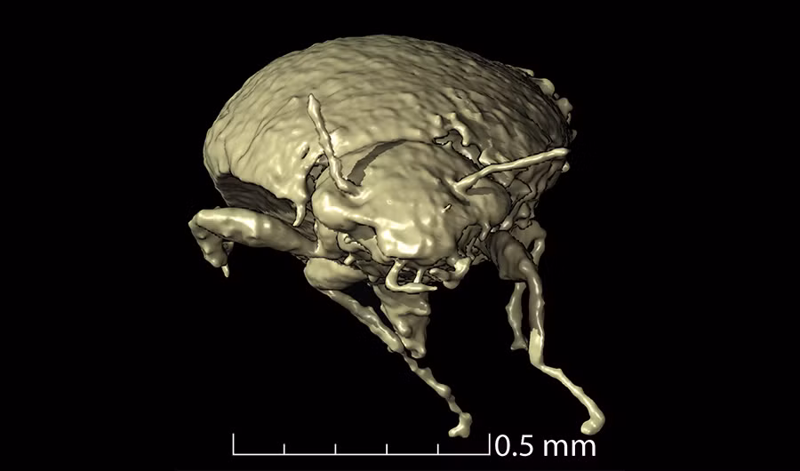 Trong cuộc khai quật tại hố đất sét Krasiejów, gần Ozimek, phía tây nam Ba Lan, các nhà khoa học có phát hiện quan trọng về loài bọ cánh cứng cổ nhất thế giới.