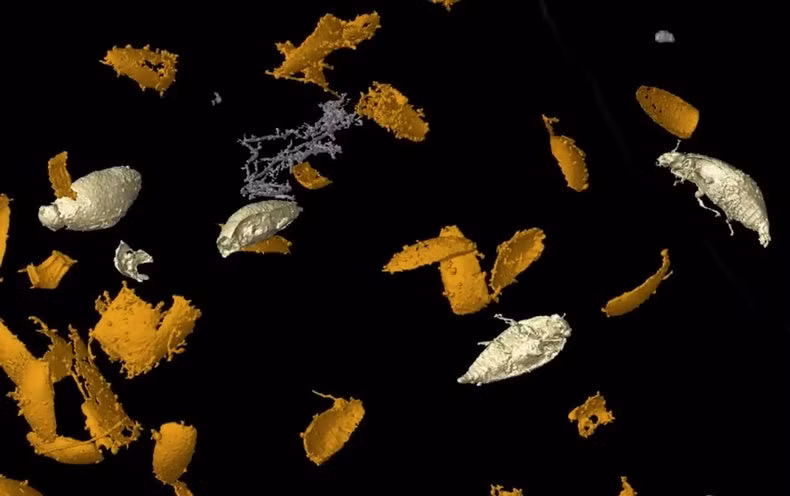 Thông qua một số kiểm tra, phân tích những gì tìm được, các chuyên gia hy vọng sẽ sớm giải mã được những bí ẩn về loài bọ cánh cứng cổ nhất thế giới từng được phát hiện đến nay.