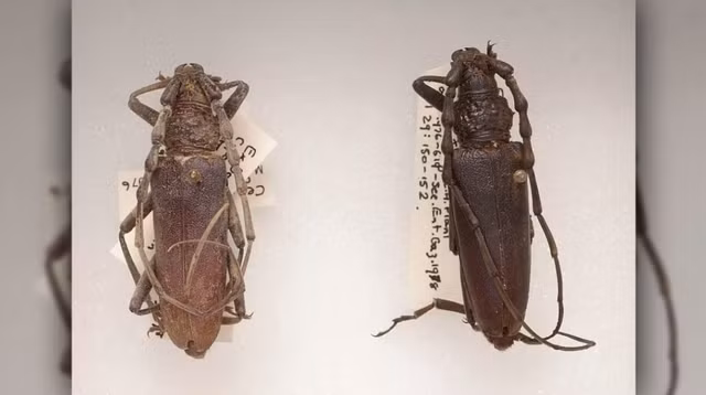 Bọ cánh cứng sồi có thể đã tồn tại ở Anh cách đây 4.000 năm vì khí hậu ấm hơn. Khi khí hậu lạnh đi và môi trường sống bị phá hủy, chúng rơi vào bờ vực tuyệt chủng. Với sự nóng lên toàn cầu do biến đổi khí hậu như hiện nay, bọ cánh cứng sồi có thể quay trở lại Anh trong thời gian sắp tới.