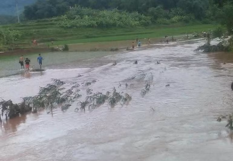 Nhiều ruộng lúa, hoa màu của người dân bị nước lũ nhấn chìm, gây thiệt hại.