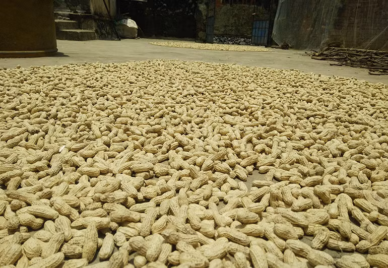 Một trong những nguồn thực phẩm của gia đình chị Bảy là lạc khô.