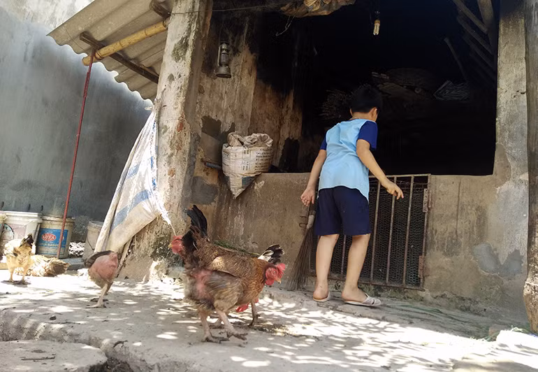 Còn cháu Quản Trung Quân (con út) đi kiếm cỏ cho bò ăn, vì nó là gia sản lớn nhất của gia đình.