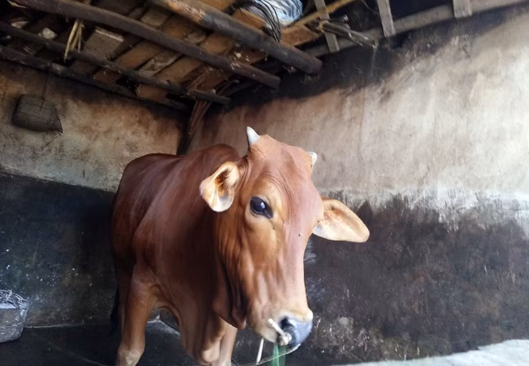 Cả gia sản của gia đình chị Bảy là một con bò mà họ gom góp tiền để mua.