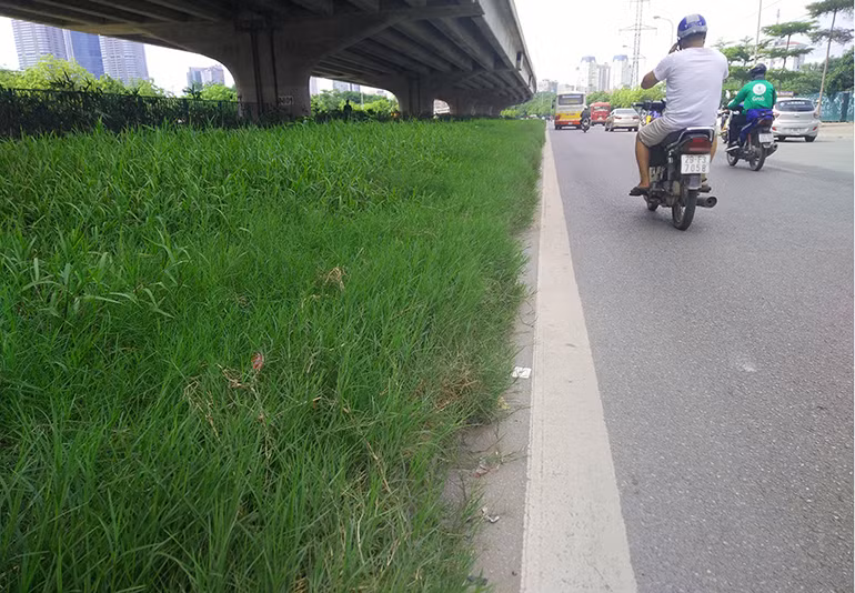 Dọc đường Phạm Hùng, cỏ dại lan xuống lòng đường.