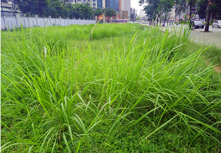 Tương tự, trên vỉa hè đường Hàm Nghi (Hà Nội), cỏ lau mọc um tùm, thậm chí đã trổ bông và không có dấu hiệu của bàn tay công nhân cắt tỉa.