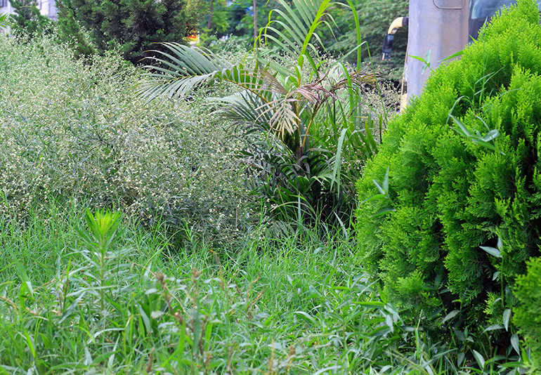 Nhiều cây cảnh được trồng giữa dải phân cách trên đường Nguyễn Hoàng phải cạnh tranh đất sống với cỏ dại nhưng không ăn thua.