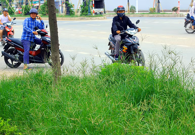 Nhiều người đi đường ngán ngẩm bởi đường Trần Hữu Dực là con đường "vàng" của Hà Nội, mới được thông xe nhưng cỏ dại cũng đang đua nhau mọc um tùm.