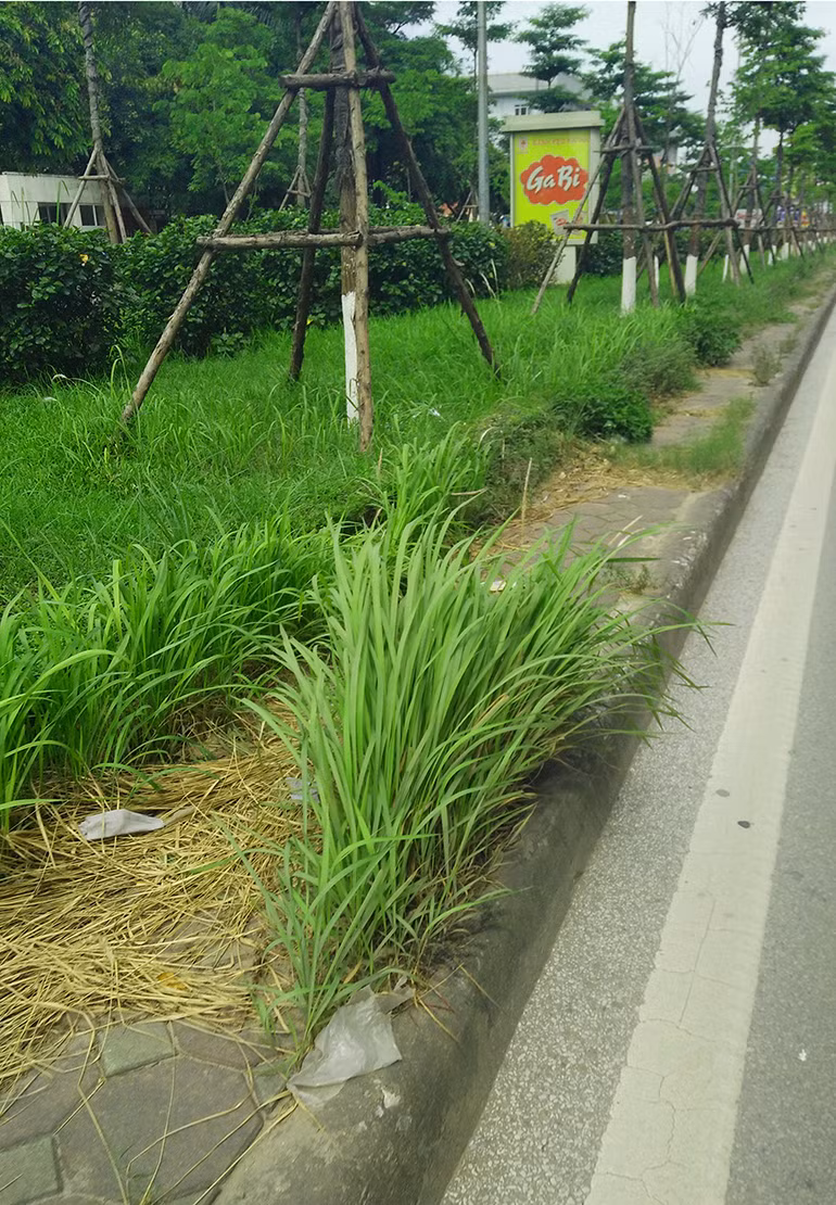 Cỏ dại mọc dài trên dải phân cách đường Tôn Thất Thuyết.