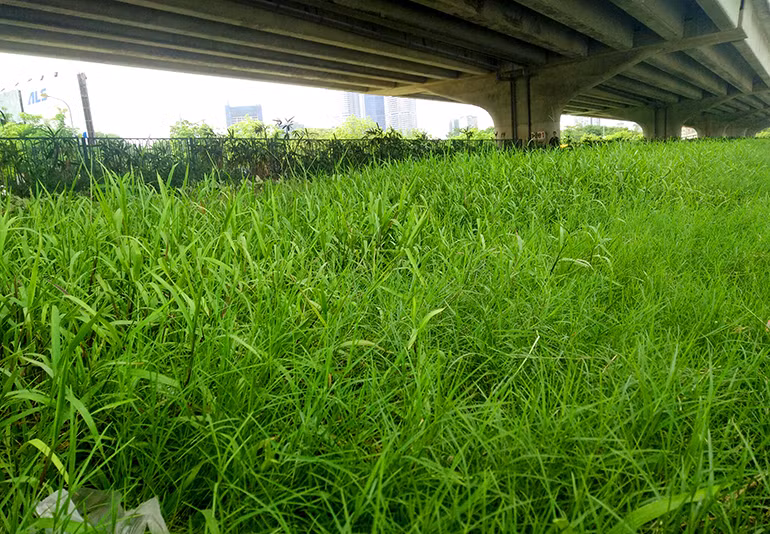 Cỏ dại mọc càng ngày càng cao trên đường Phạm Hùng.