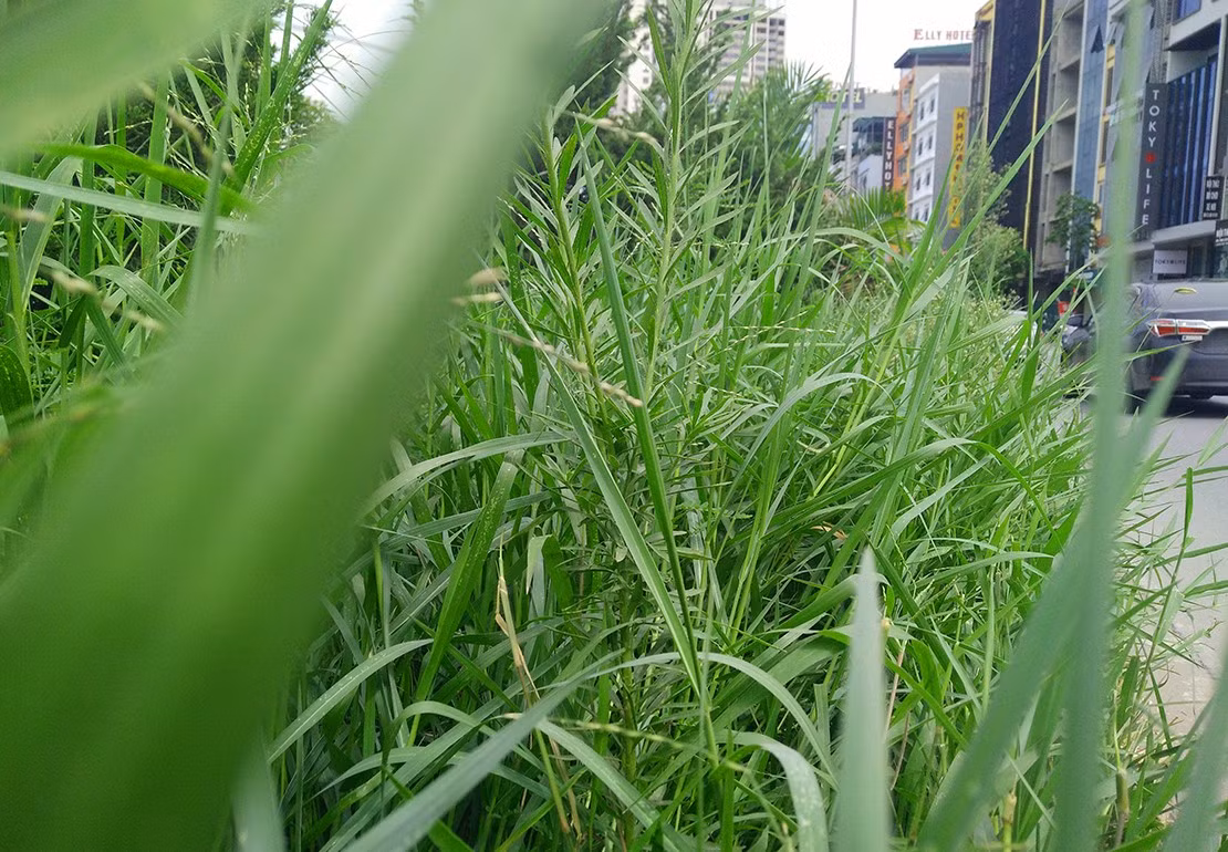 Thậm chí, nhiều đoạn trên đường Nguyễn Hoàng, cỏ dại mọc cao đến ngang bụng của một người lớn. Người tham gia giao thông bên làn đường này không thể nhìn được sang làn đối diện vì bị cỏ dại che khuất.