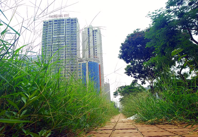 Cỏ dại đua nhau mọc dài trên vỉa hè đường Hàm Nghi.