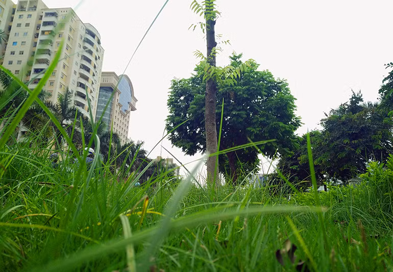 Cỏ dại mọc quấn quanh những gốc cây sấu trên đường Trần Hữu Dực.