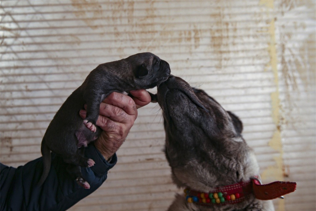 Chó Kangal được đánh giá là có thể hình "khủng" khi nặng tới 57 kg. Một số nguồn tin nói nó có thể chiến đấu ngang cơ với gấu hay chó rừng. Chó Kangal cũng được mệnh danh là "kẻ giết sói".