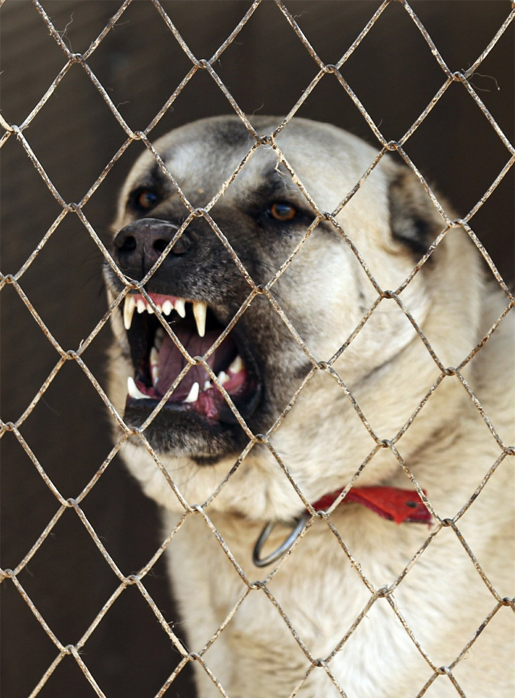 Kangal được cho là có "lực cắn bá vương" mạnh ngang sư tử. 