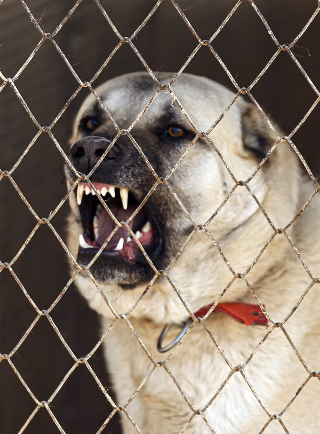 Kangal được cho là có "lực cắn bá vương" mạnh ngang sư tử. 