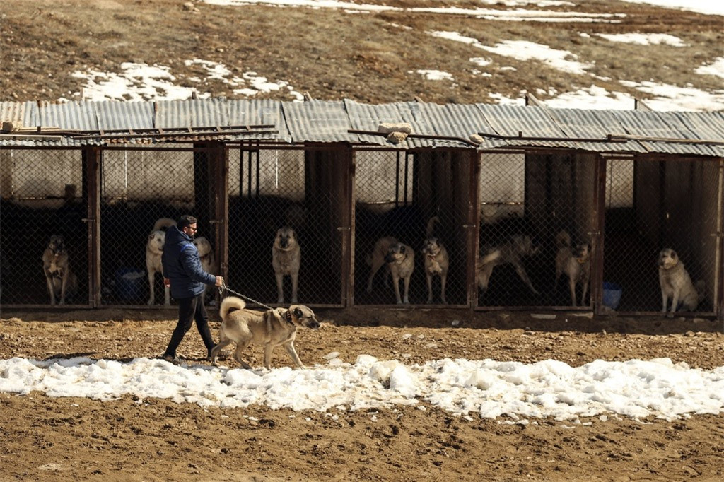Trong ảnh, Yildiz dắt chó đi dạo ở trang trại chăn nuôi của mình tại Sivas. Ông tiết lộ mình phải tách những con chó đực xa nhau vì chúng có xu hướng cắn nhau tới chết. 