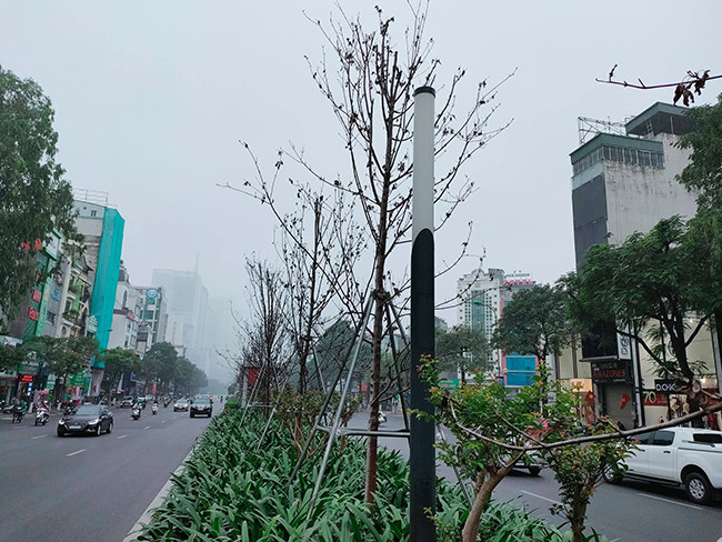 Sau 3 năm trồng thí điểm, chưa có cây phong nào sinh trưởng tốt.