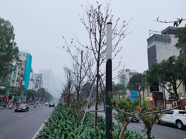 Sau 3 năm trồng thí điểm, chưa có cây phong nào sinh trưởng tốt.